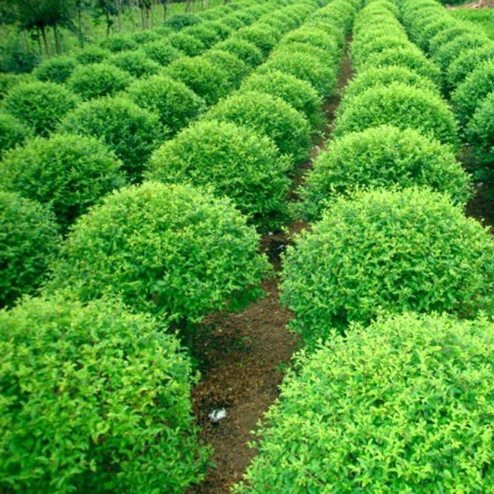 小叶女贞球四季常青常绿植物围墙篱笆耐寒庭院绿化南北方易成活