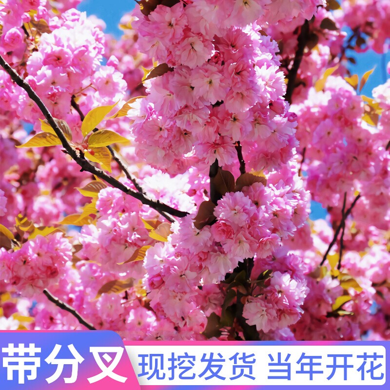 别墅庭院造景樱花树苗重瓣樱花耐寒品种南北方种植行道绿化树苗