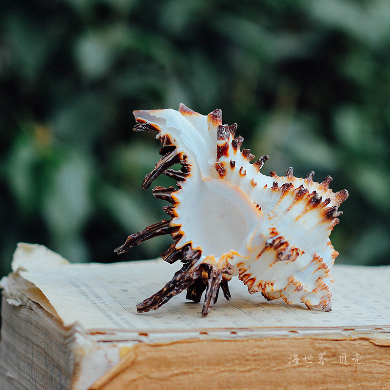 天然黑玫瑰千手螺贝壳海螺菊寄居蟹换壳鱼缸造景摄影道具家居装饰