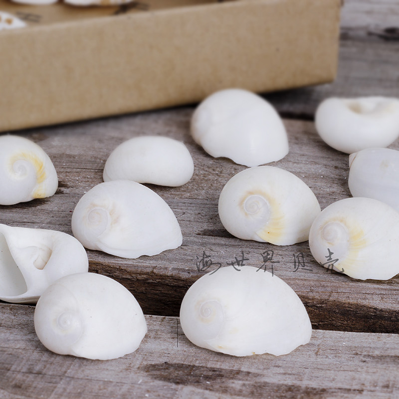 天然白玉螺白猫眼海螺贝壳鱼缸造景地台装饰道具墙贴卷贝鱼寄居蟹