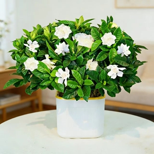 带花苞浓香型多季开花栀子花盆栽好养花卉植物室内开花办公室w