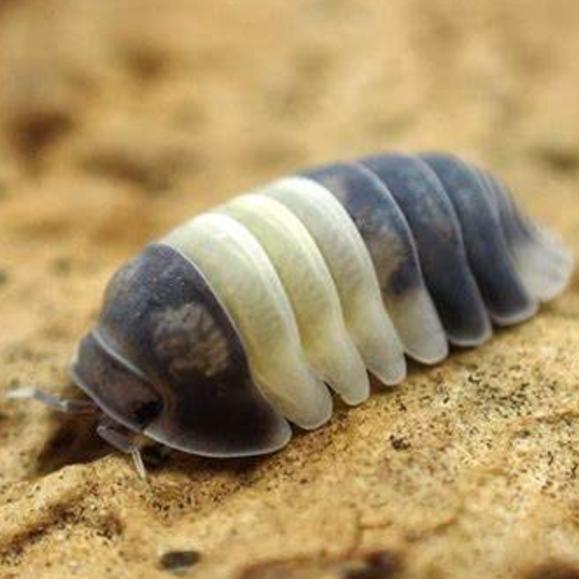 西瓜虫鼠妇饲养套餐好养