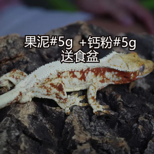 睫角守宫蜥蜴莉莉白双红基因R属果泥钙粉各5g送食盆