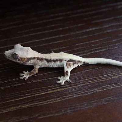 保真高端基因缺黄法布卡布sable缺黄莉莉sable莉莉hypochocho睫角