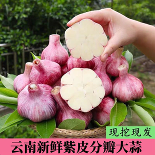 云南新鲜大蒜批发价紫皮多瓣红皮鲜蒜糖醋蒜专用泡蒜 鲜蒜