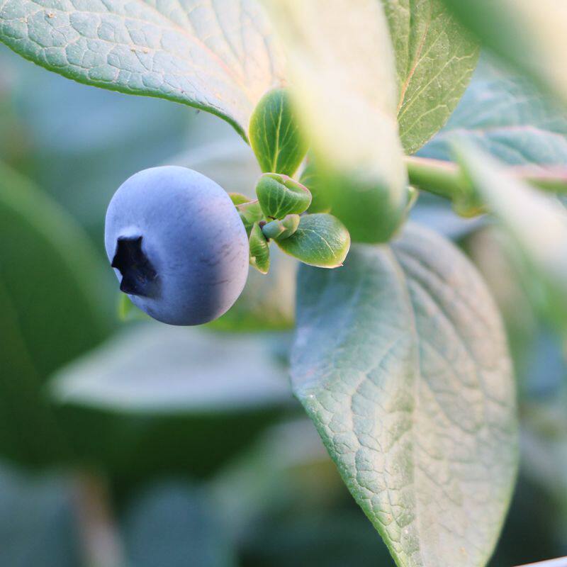 蓝莓花香25号云南原产地亲自发货好吃新鲜水果放心辅食鲜果高山纯
