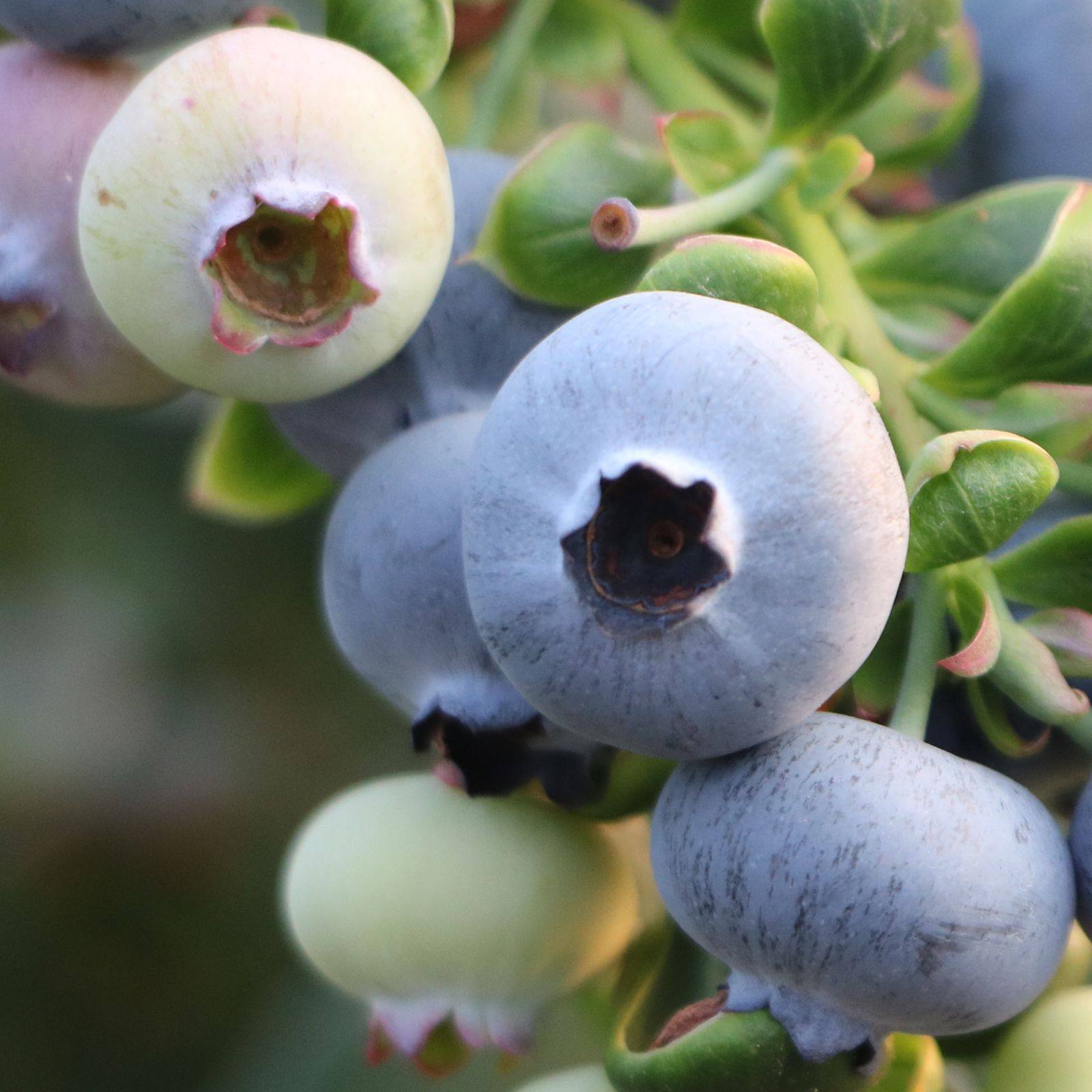 蓝莓花香L25号/实惠装云南当季整箱好吃新鲜水果辅食9分甜1分酸大
