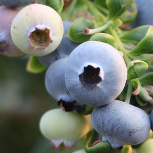 整箱好吃新鲜水果辅食9分甜1分酸大 云南当季 蓝莓花香L25号 实惠装