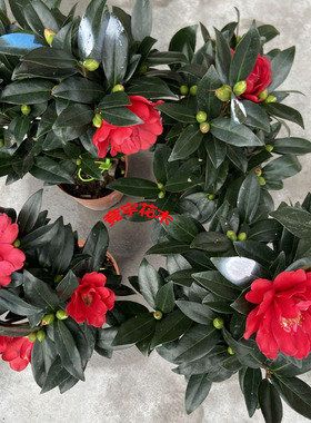 冬夏好养名贵品种四季杜鹃山茶花室内客厅阳台庭院盆栽大花红喜庆