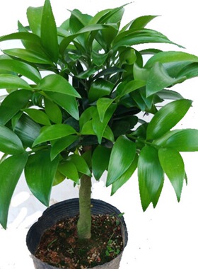 高杆小竹柏桩平安竹长寿竹耐寒四季长青驱蚊净化空气客厅室外好养