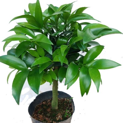 竹柏桩客厅室外净化空气驱蚊美观