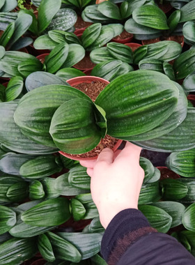 处理皱叶君子兰巧兰盆栽花卉室内客厅桌面茶几庭院四季常绿好养植