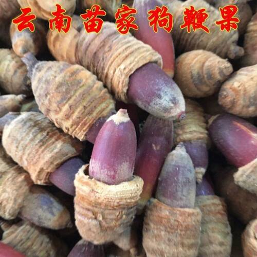 狗鞭果云南苗家野生狗鞭果 风流果 猪仔粒毛毛果包邮