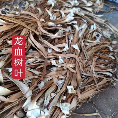 中药材龙血树叶 别名 马骡蔗树 升级兰 狭叶龙血树 不才树 竹木参