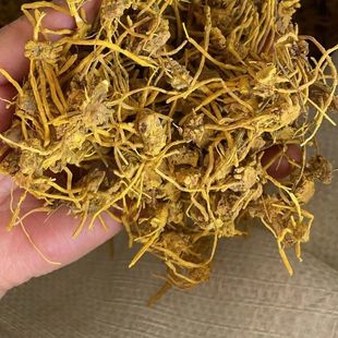 【黄龙根】正宗雪山黄龙根金龙根雪灵茶黄龙草头根当季晒干新货