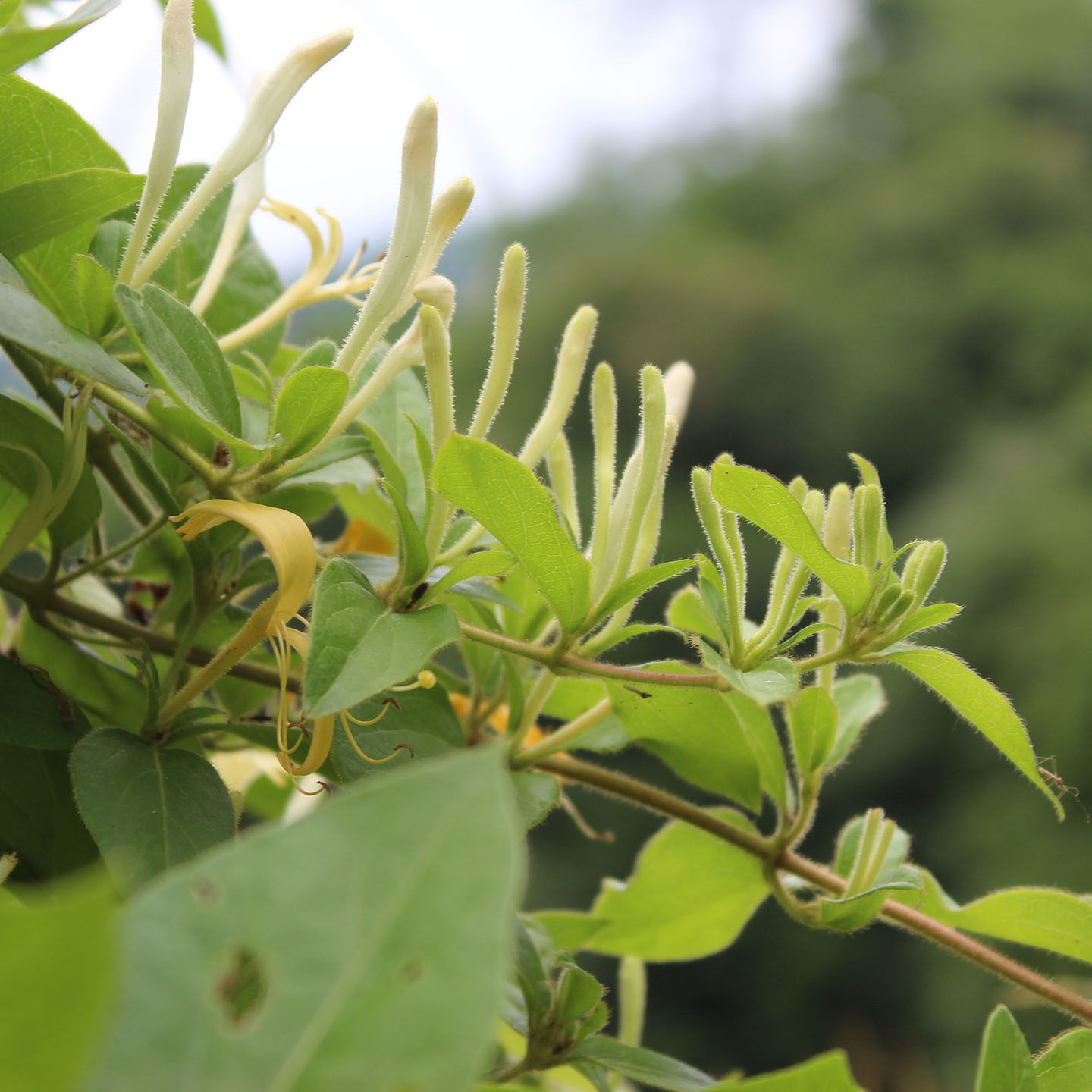 250g包邮金银花秦巴野生金银花搭配菊花养生连翘茶无硫可泡澡促销