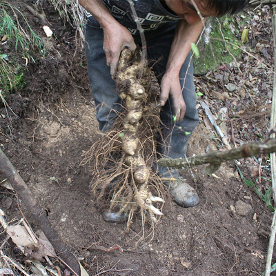 秦巴新鲜野生黄精5斤包邮