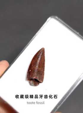 天然摩洛哥KMKM古生物精品牙齿化石原石地质科普教学标本摆件收藏