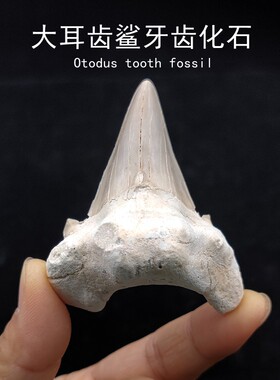 巨齿鲨耳齿鲨鱼牙齿真化石原石矿石标本摩洛哥海洋古生物摆件礼物