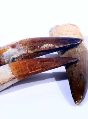 天然摩洛哥KMKM古生物精品牙齿化石原石地质科普教学标本摆件收藏