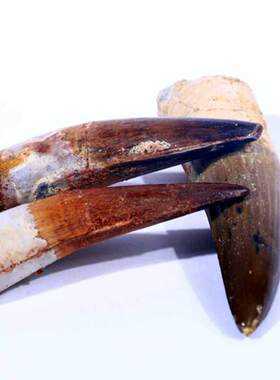 天然摩洛哥KMKM古生物精品摆件