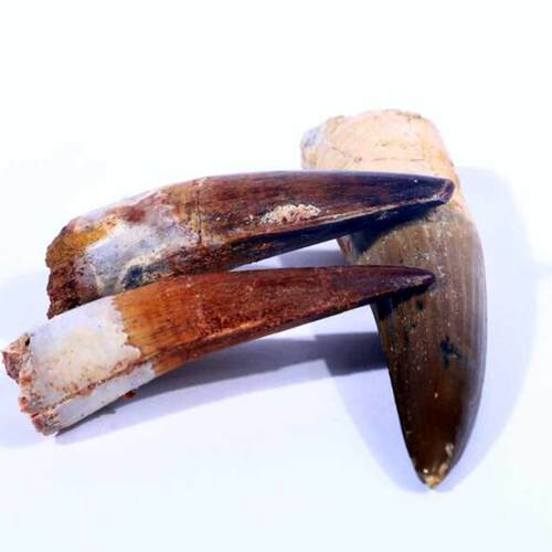天然摩洛哥KMKM古生物精品摆件
