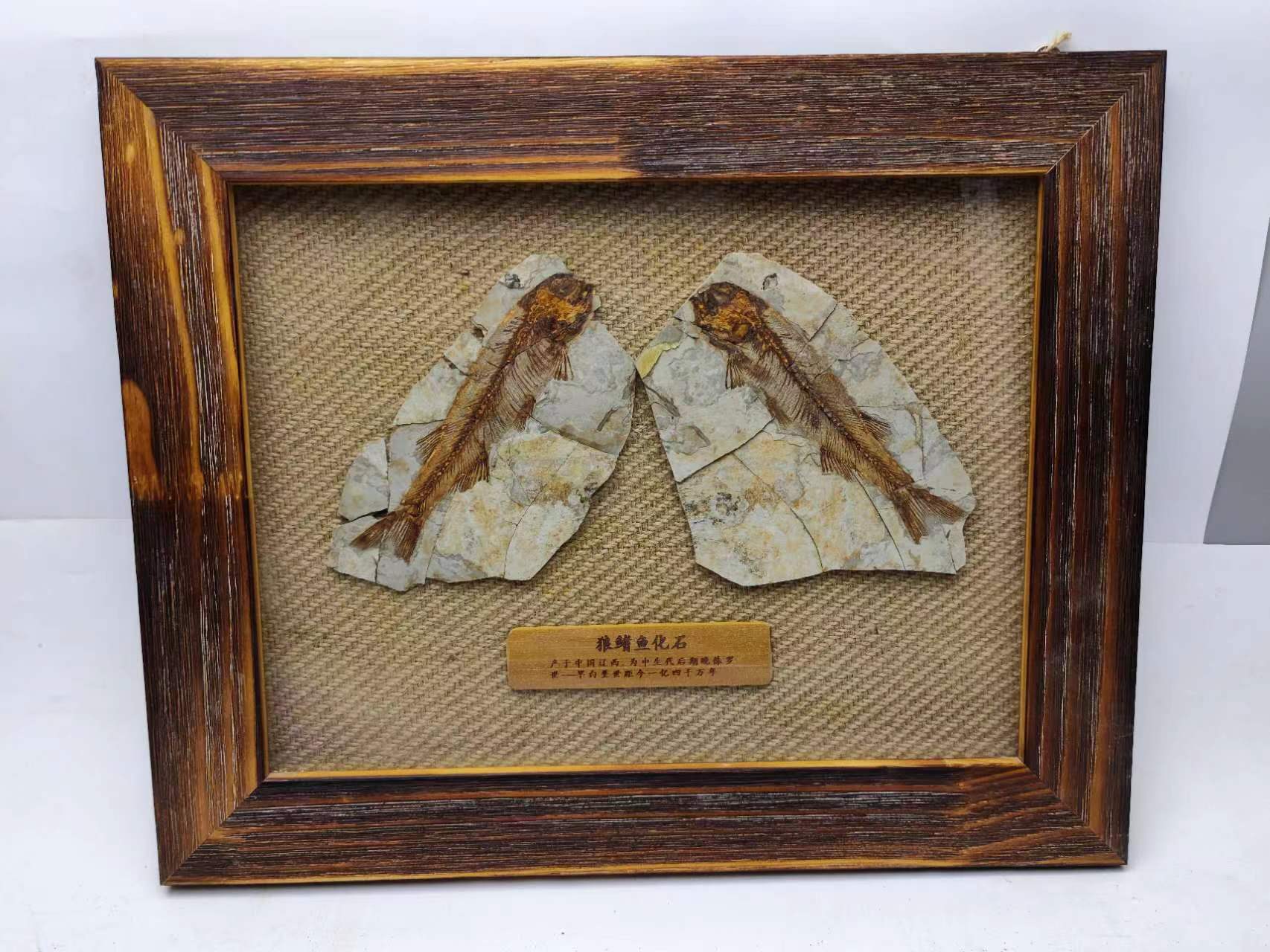天然辽西白垩纪古生物狼鳍鱼化石原石装裱框地质科普教学标本摆件