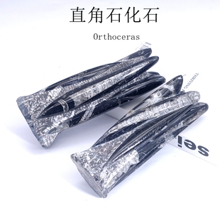 天然摩洛哥古生物化石直角石化石奥陶纪化石摆件地质科普教学标本