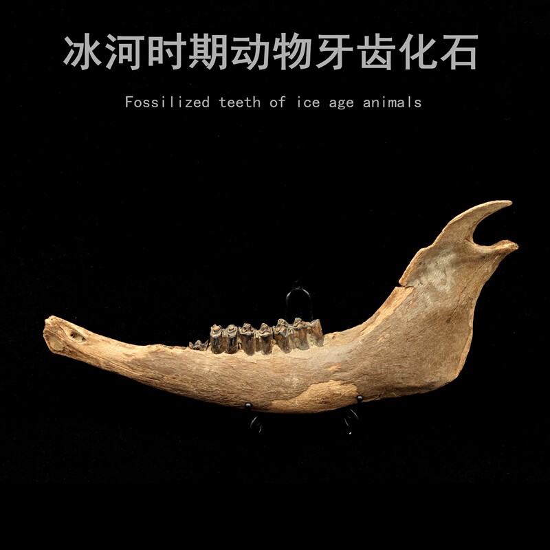 天然古生物冰河时期东北野牛下颚骨牙齿化石标本地质科普教学标本