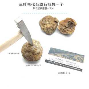 天然摩洛哥隐头虫结核三叶虫化石原石头儿童盲盒地质科普教学标本