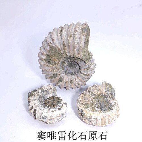 天然窦唯雷原石天然菊石海螺古生物化石标本原石化石标本教学摆件