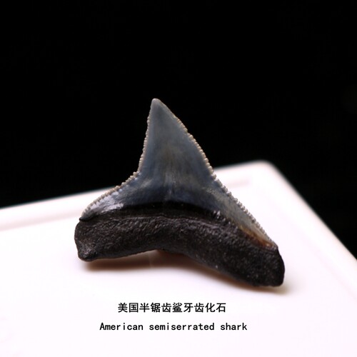 天然美国鲨鱼牙齿化石吊坠摆件