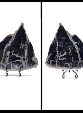 天然树木化石标本切片摆件