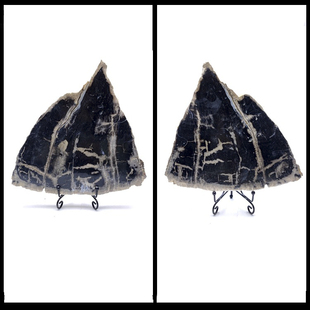 天然树木化石硅化木切片摆件茶盘复古装饰标本原石奇石头家居摆件