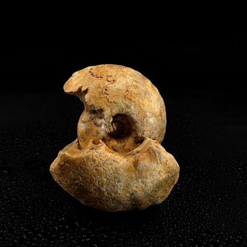 天然尼日利亚菊石海螺化石斑彩螺