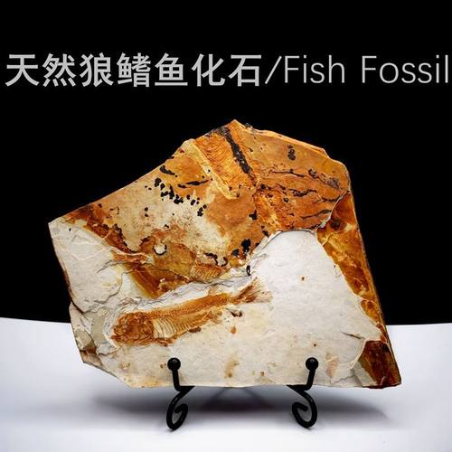天然狼鳍鱼化石天然原石科普标本