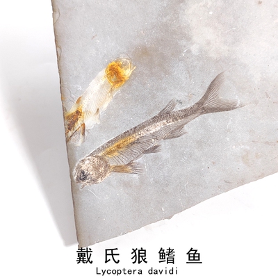 天然白垩纪义县组精品戴氏狼鳍鱼