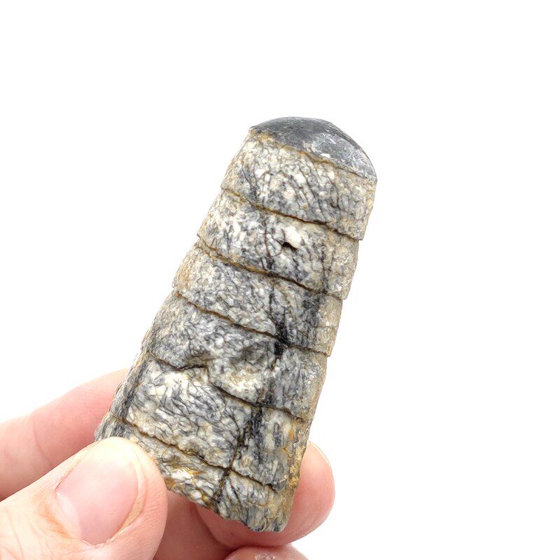 天然摩洛哥古海洋生物奥陶纪直角石震旦角石化石地质科普教学标本