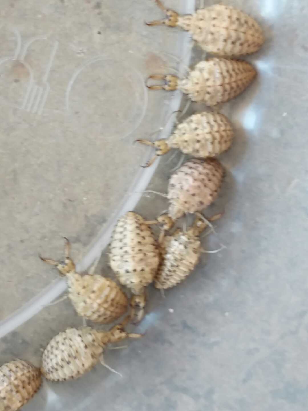 野生金沙牛活体蚁狮 沙牛 倒退虫 地牯牛 沙底生活野生活体中药材