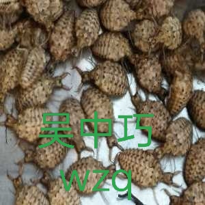 金沙牛地牯牛沙钻倒退虫沙谷牛沙牛蚁狮地拱沙猫沙虱野生活体昆虫