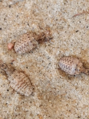 活金沙牛地牯牛沙钻倒退虫沙谷牛沙牛蚁狮地拱沙虱活体野生昆虫