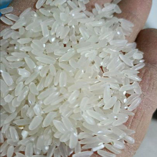 长粒猫芽大米可食用软糯稻可种植新季非转基因可留种农家种植散装