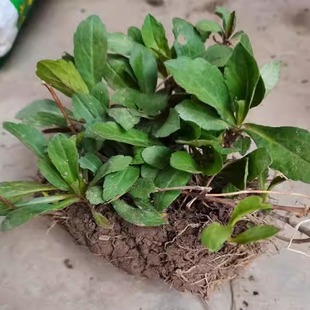 正宗红梗马兰 野菜 路边菊马兰头 马兰花日边菊 泥鳅菜可食用种苗