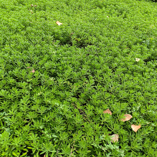现挖新鲜高钙菜养心菜景天三七救心菜止痒可食用鲜菜包成活可盆栽