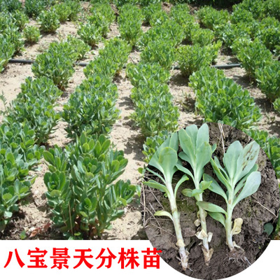 观赏八宝景天种苗止痒草