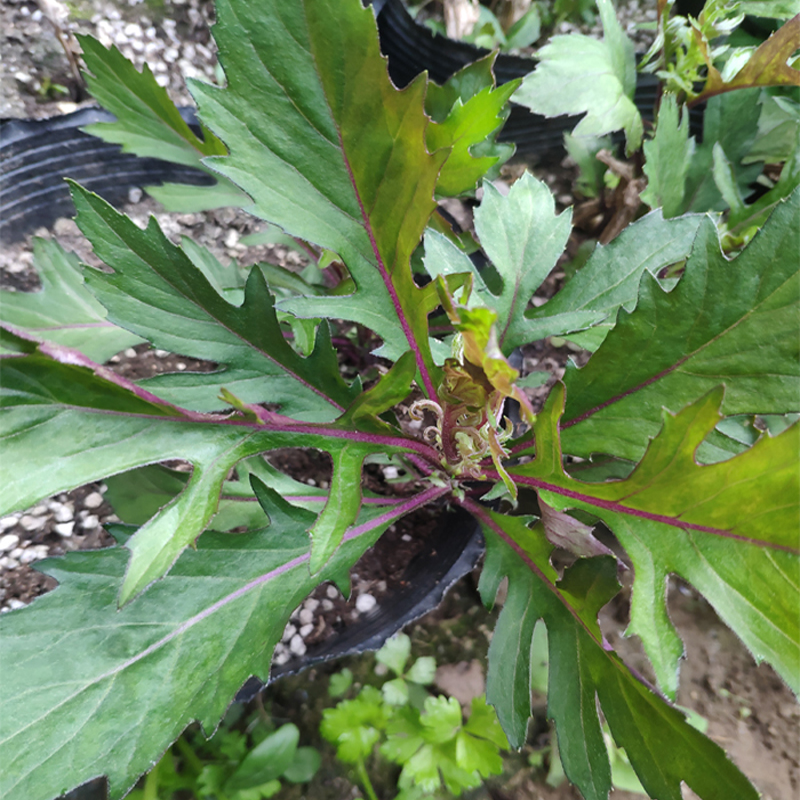 汉山奇菊三七带根苗子可种植现挖