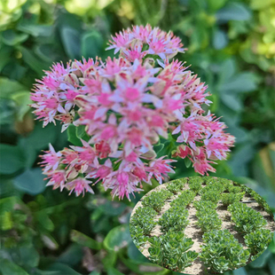八宝景天种苗带根现挖现发粉花可种植盆栽公园绿植花卉八百棒种苗