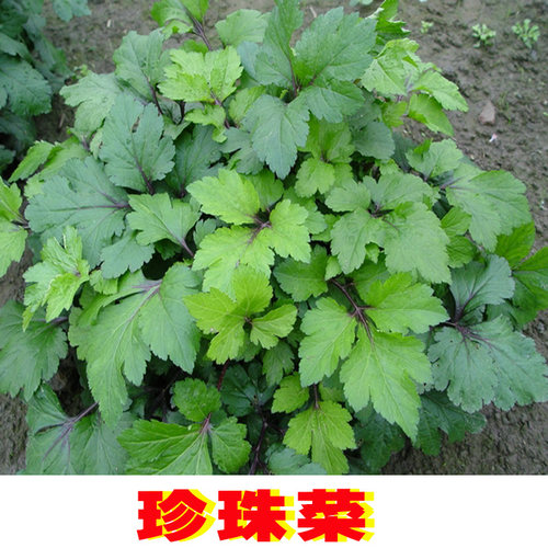 珍珠菜明日叶现挖带根粗壮种苗