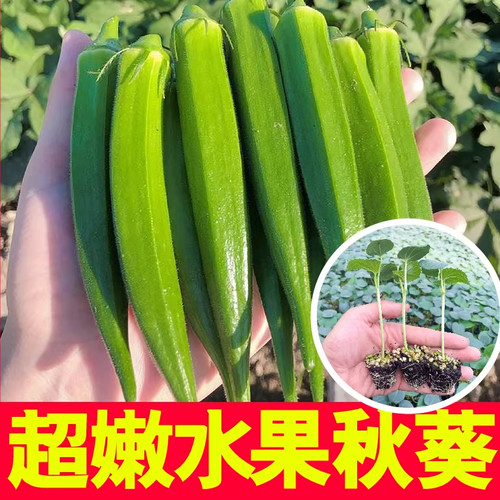 耐老水果秋葵秧苗超嫩水果秋葵种籽黄红绿秋葵不易老阳台盆栽带土