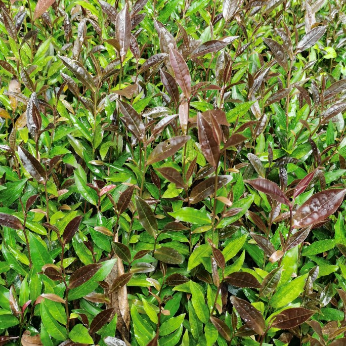 紫娟茶苗紫娟红茶苗黑紫娟茶树苗普洱茶云南大叶种茶树苗紫色树苗